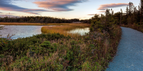 Walking trail alongside a marsh at dusk