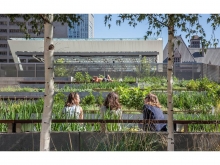 View east from the Law Society Lane – the sloped expanse of the garden compresse