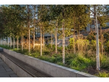 The birches screen the garden from the lane. Seating towards the law society cre