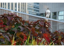 Fall colours and wildlife.