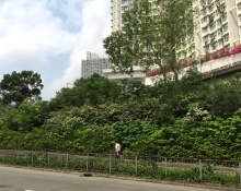 Pilot Scheme Site - Pui Man Street, Wong Tai Sin, HK(After)