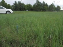 Photograph of low input / zero irrigation native short grass groundcover installation.