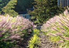 MacEwan Terrace Garden at Riverwood